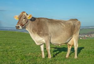 BURGA CH 120.0483.3838.4 BG Meier - Lang BVCH23710